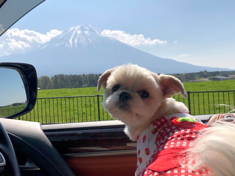「富士芝桜まつり」へおでかけ！愛犬とドライブ旅行！